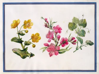 Caléndula de pantano, Japonica, Violeta